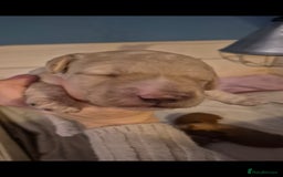 Australian Labradoodle dogs for sale: Australian Labradoodle Puppies  - Advert 4