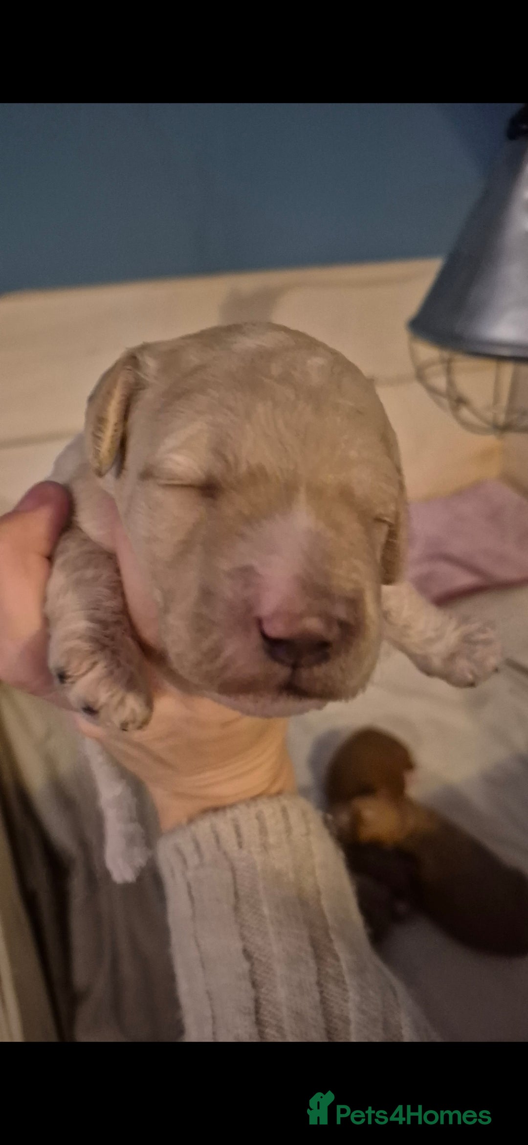 Australian Labradoodle dogs for sale: Australian Labradoodle Puppies  - Advert 4