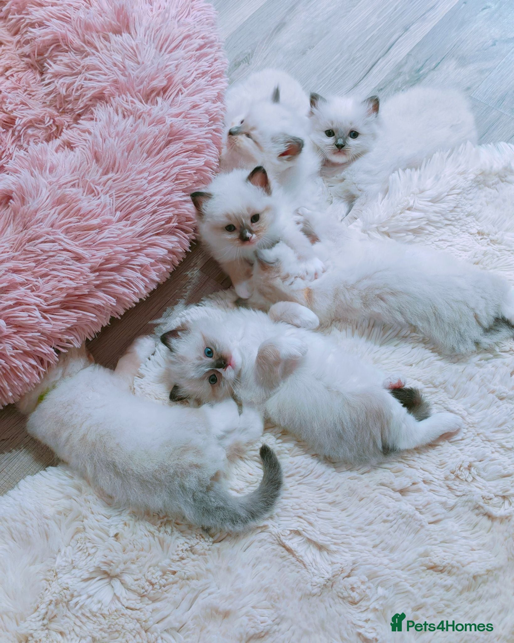Ragdoll cats Raised with Love, looking for forever homes 🏠❤️ - Advert 16