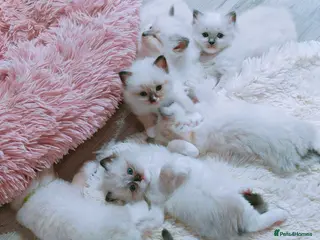 Ragdoll cats Raised with Love, looking for forever homes 🏠❤️ - Advert 16
