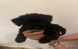 Yorkiepoo dogs for sale: 5 Beautiful F1 Yorkiepoo’s - Image 19