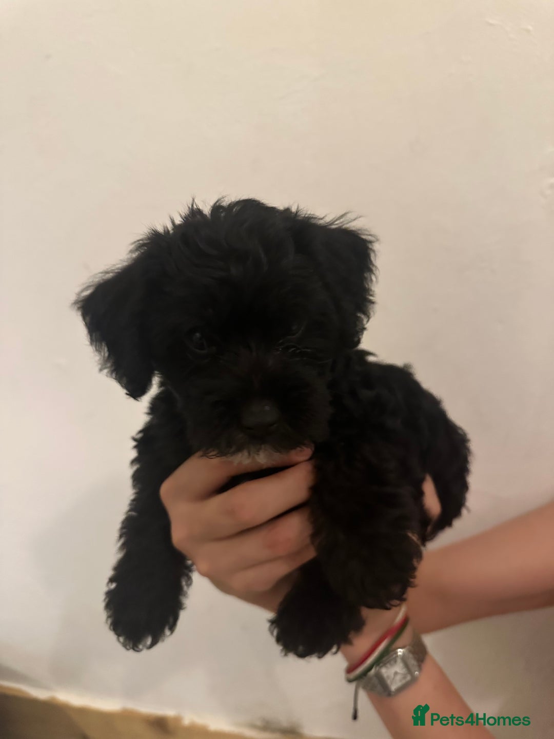 Yorkiepoo dogs for sale: 5 Beautiful F1 Yorkiepoo’s - Image 19
