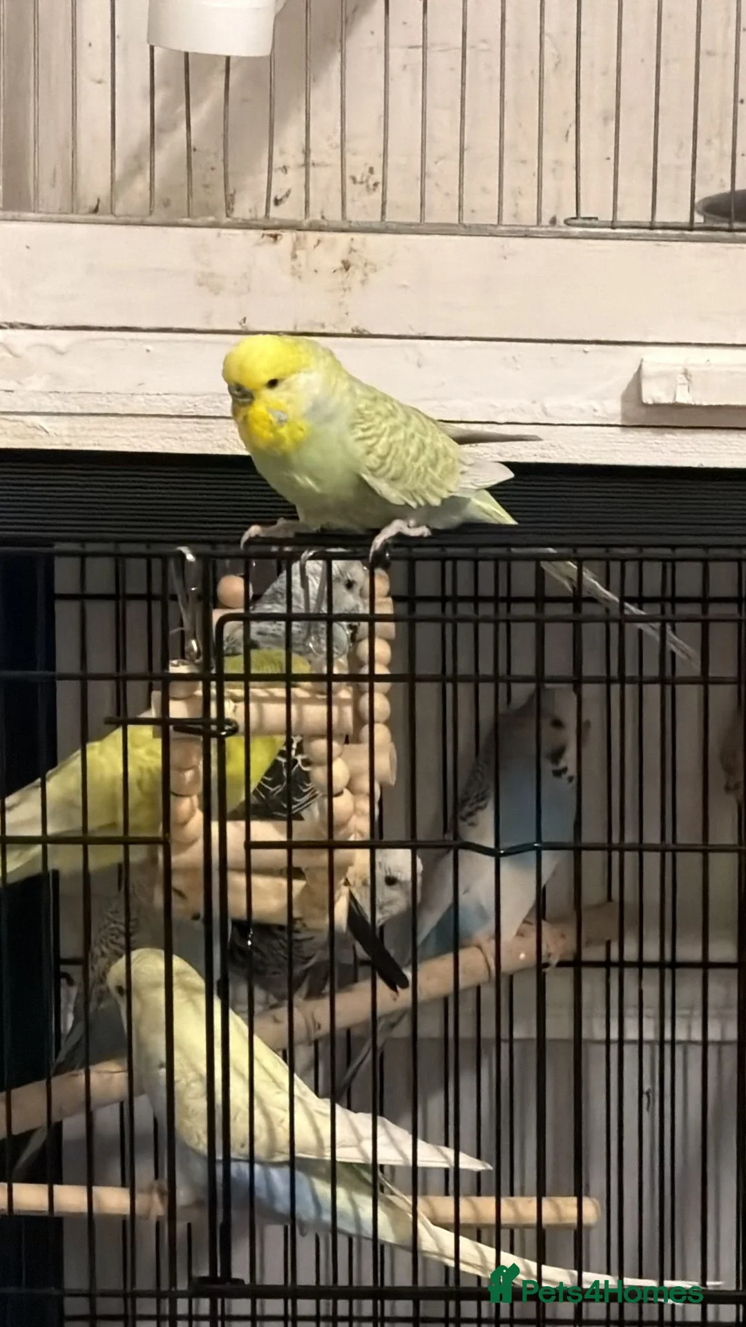 Budgerigars birds for sale: Bobo and Lime.  - Advert 3