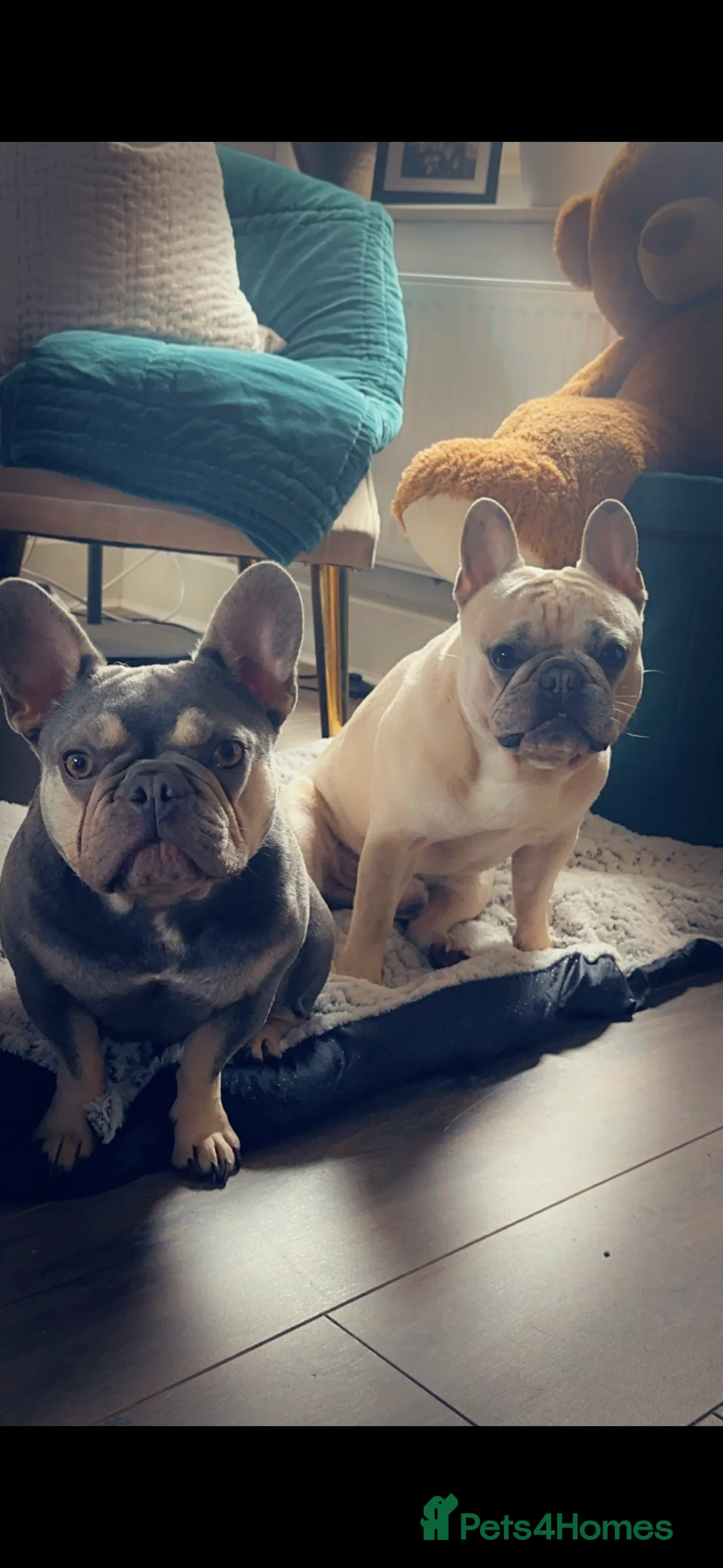 French Bulldog dogs for sale: Puppy French bulldogs , 2 boys  - Advert 13