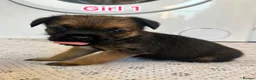 Border Terrier dogs for sale: Border terrier puppy’s  - Advert 9