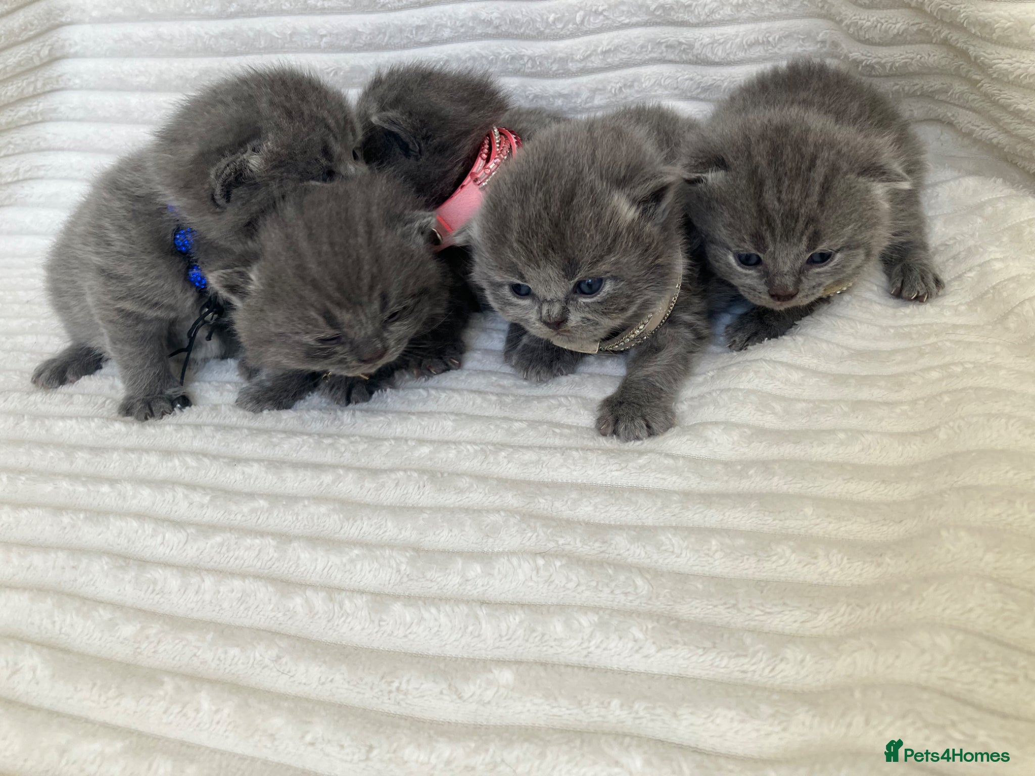 British Shorthair cats 💙 British shorthair 💙 - Advert 12
