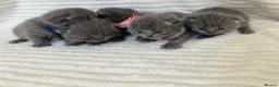 British Shorthair cats for sale: 💙 British shorthair 💙 - Advert 5