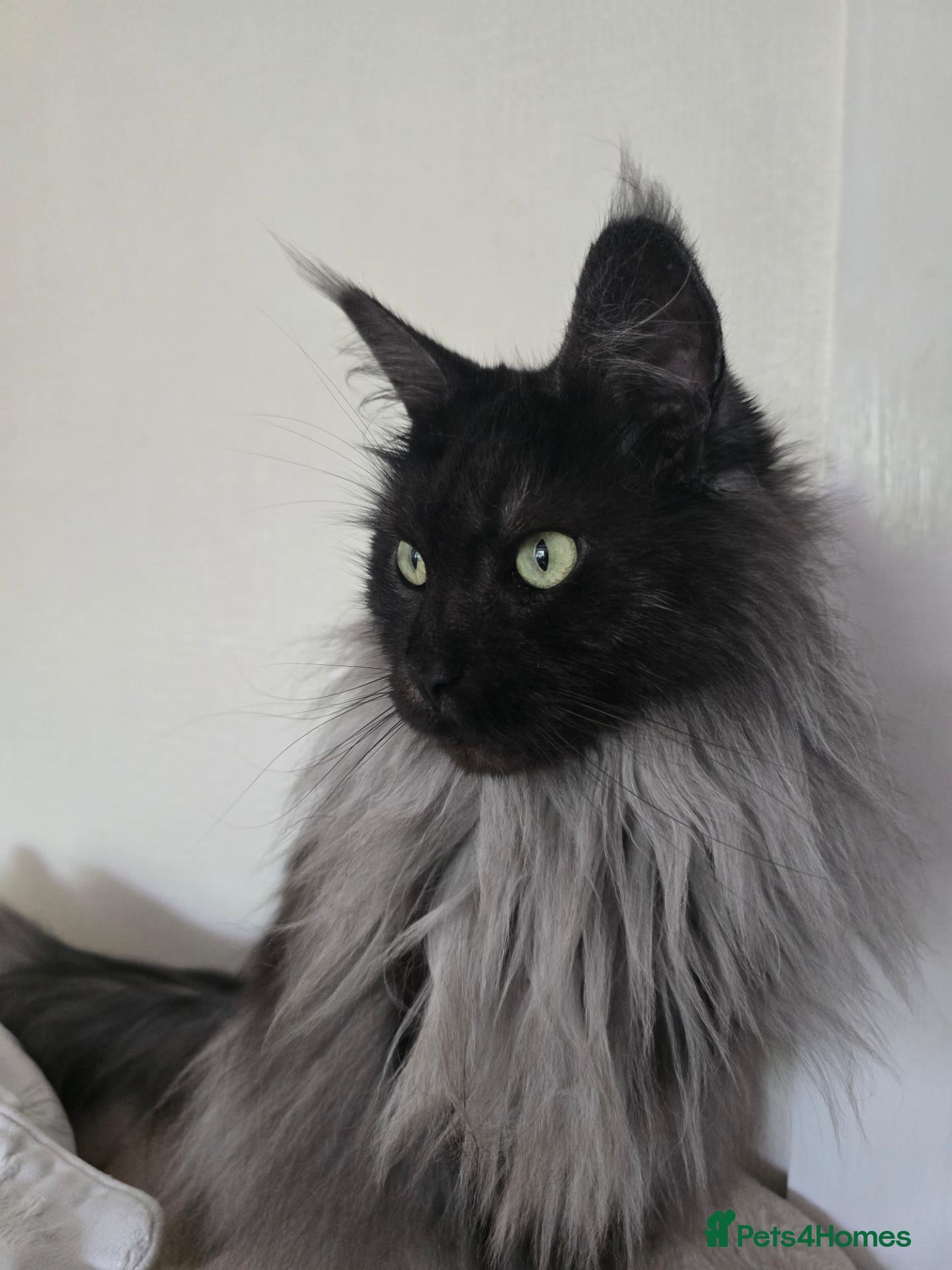 Maine Coon cats Black Smoke maine coon  - Advert 1