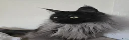 Maine Coon cats for sale: Black Smoke maine coon  in Etchingham - Advert 1