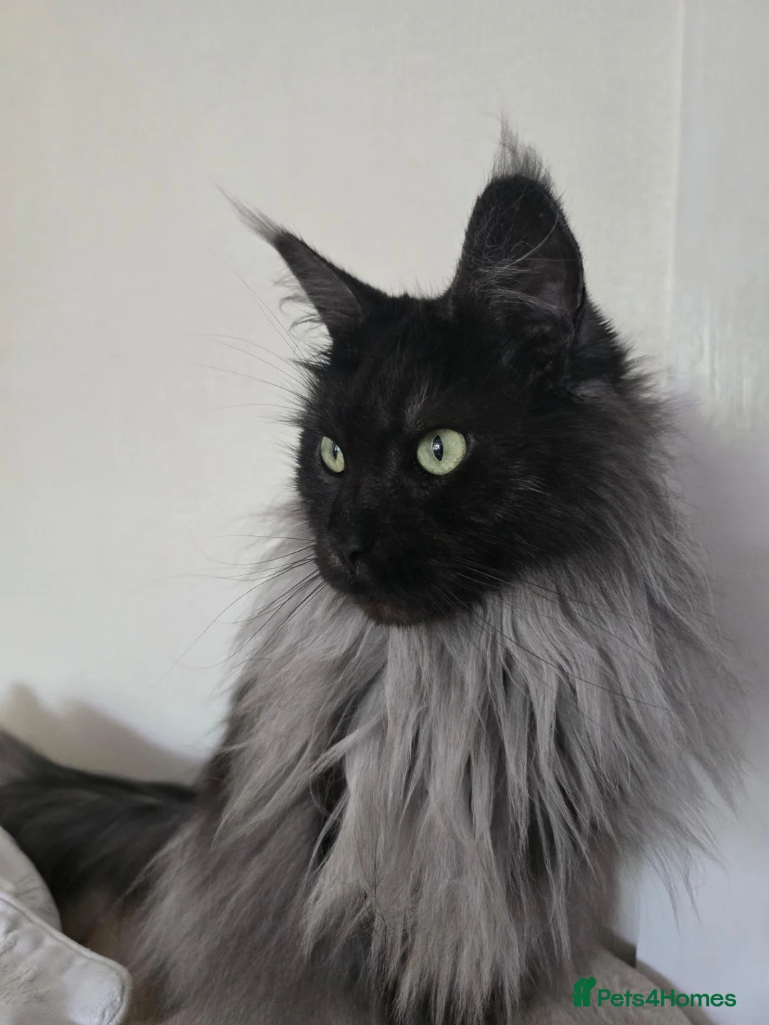 Maine Coon cats for sale: Black Smoke maine coon  in Etchingham - Advert 1