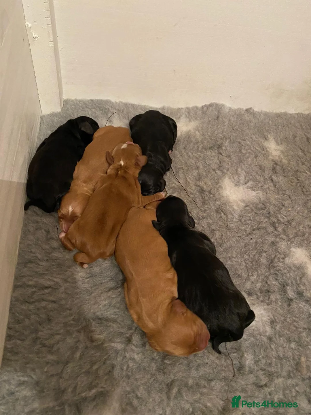 Cocker Spaniel dogs for stud: Working Cocker Spaniel For Stud - Health Tested in Kirriemuir - Advert 10