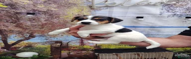 Jack Russell Puppy 1