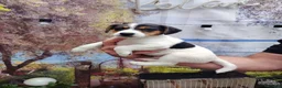 Jack Russell dogs for sale: Jack Russell Puppies  - Advert 4