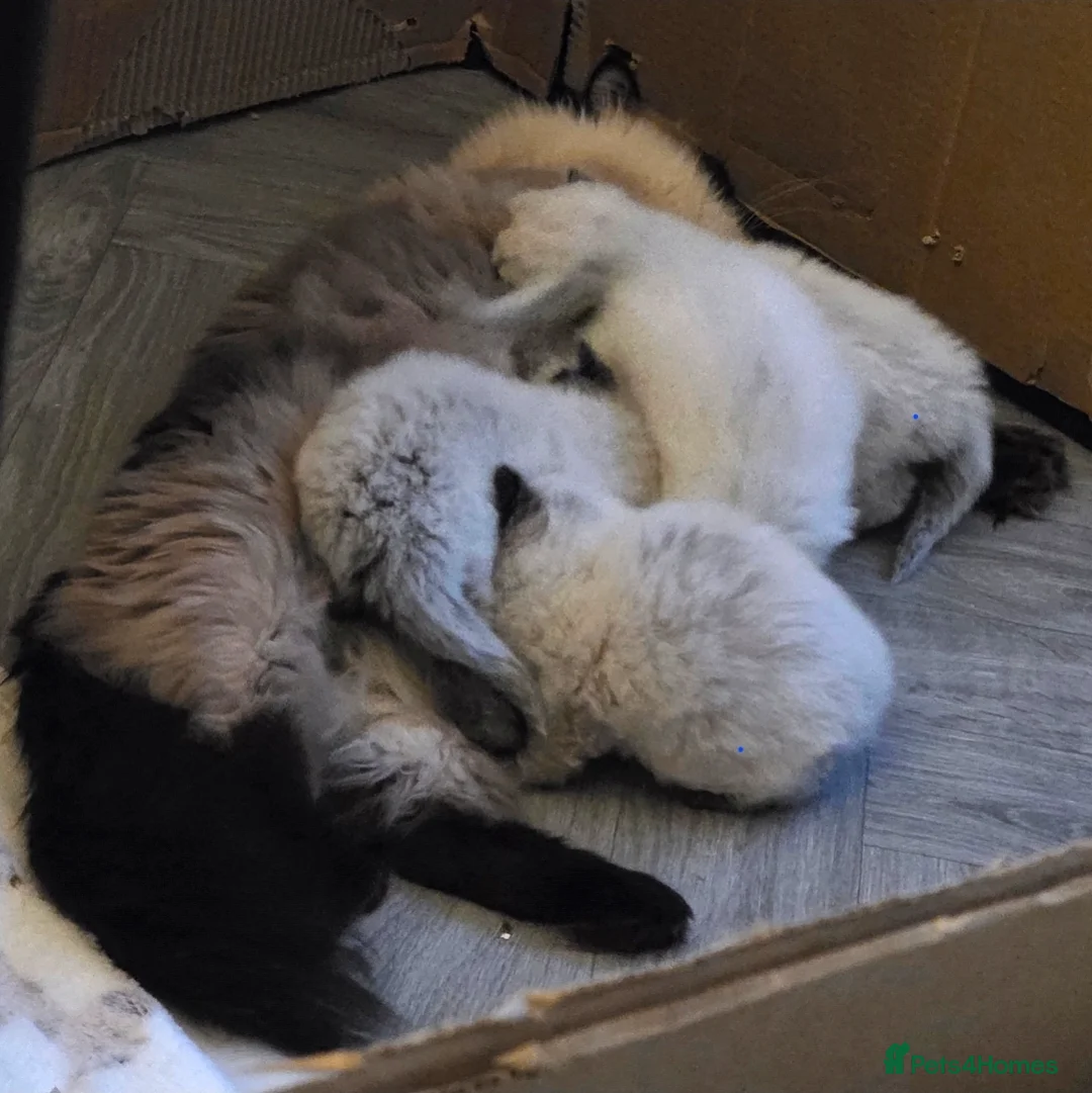 Ragdoll cats for sale: 3 beautiful male ragdoll kittens  - Advert 2