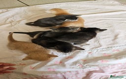 Mixed Breed cats for sale: Abyssinian x Bengal  - Image 31