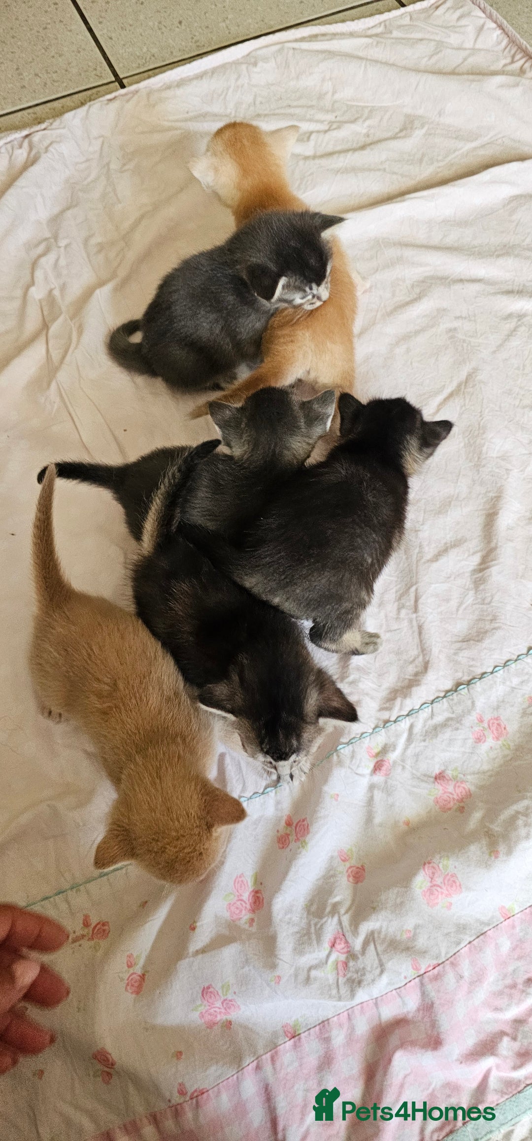 Mixed Breed cats for sale: Abyssinian x Bengal  - Image 31
