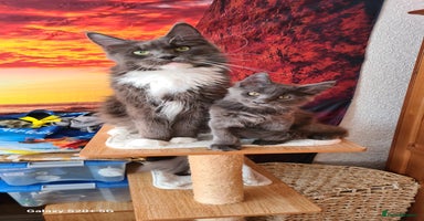 Maine Coon cats - Advert 3