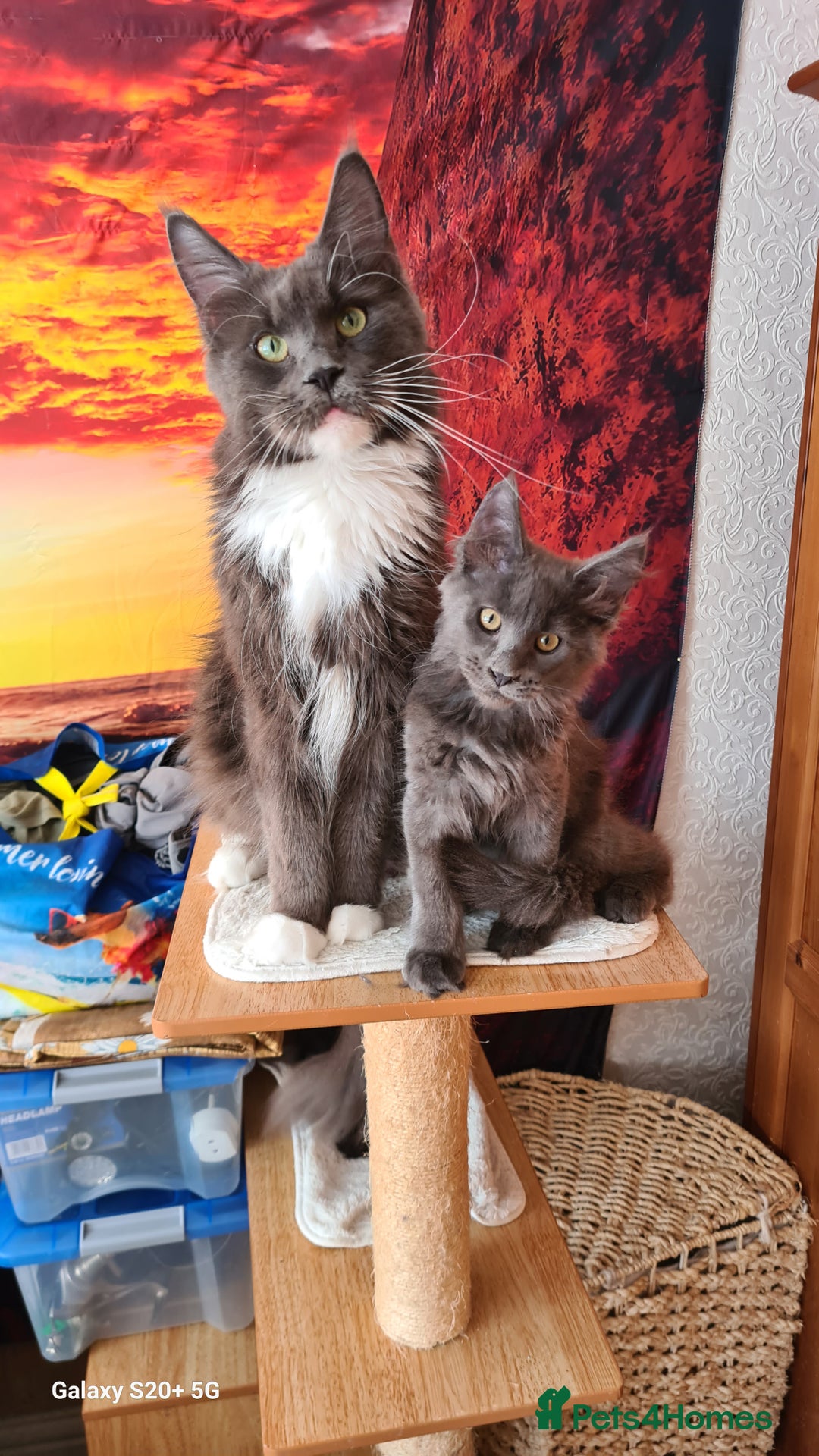Maine Coon cats for sale: Main coons - Image 2