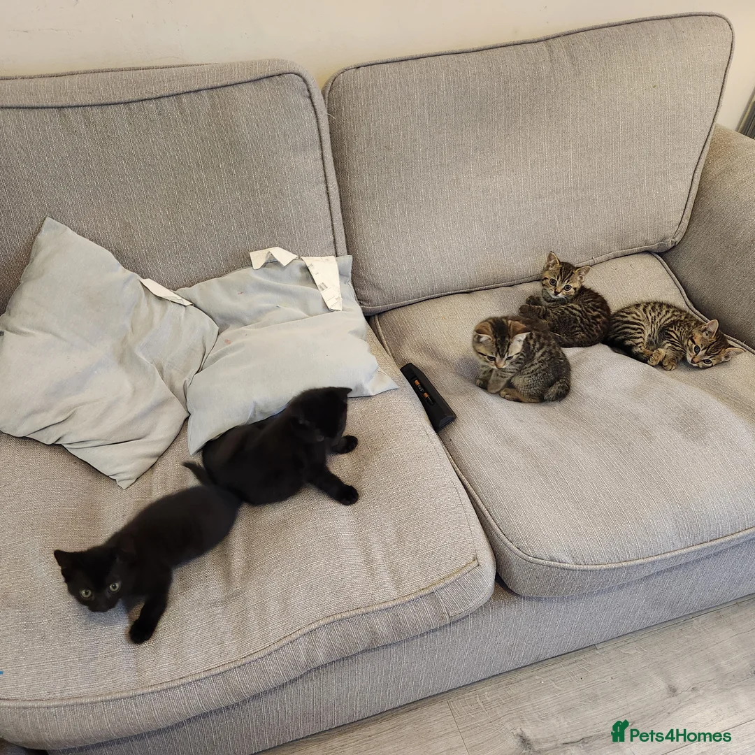 Mixed Breed cats for sale: Kittens, 2 black, 2 tabby in London - Advert 10