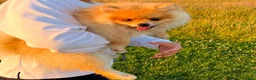 Pomeranian dogs for sale: Mr twix - Advert 4