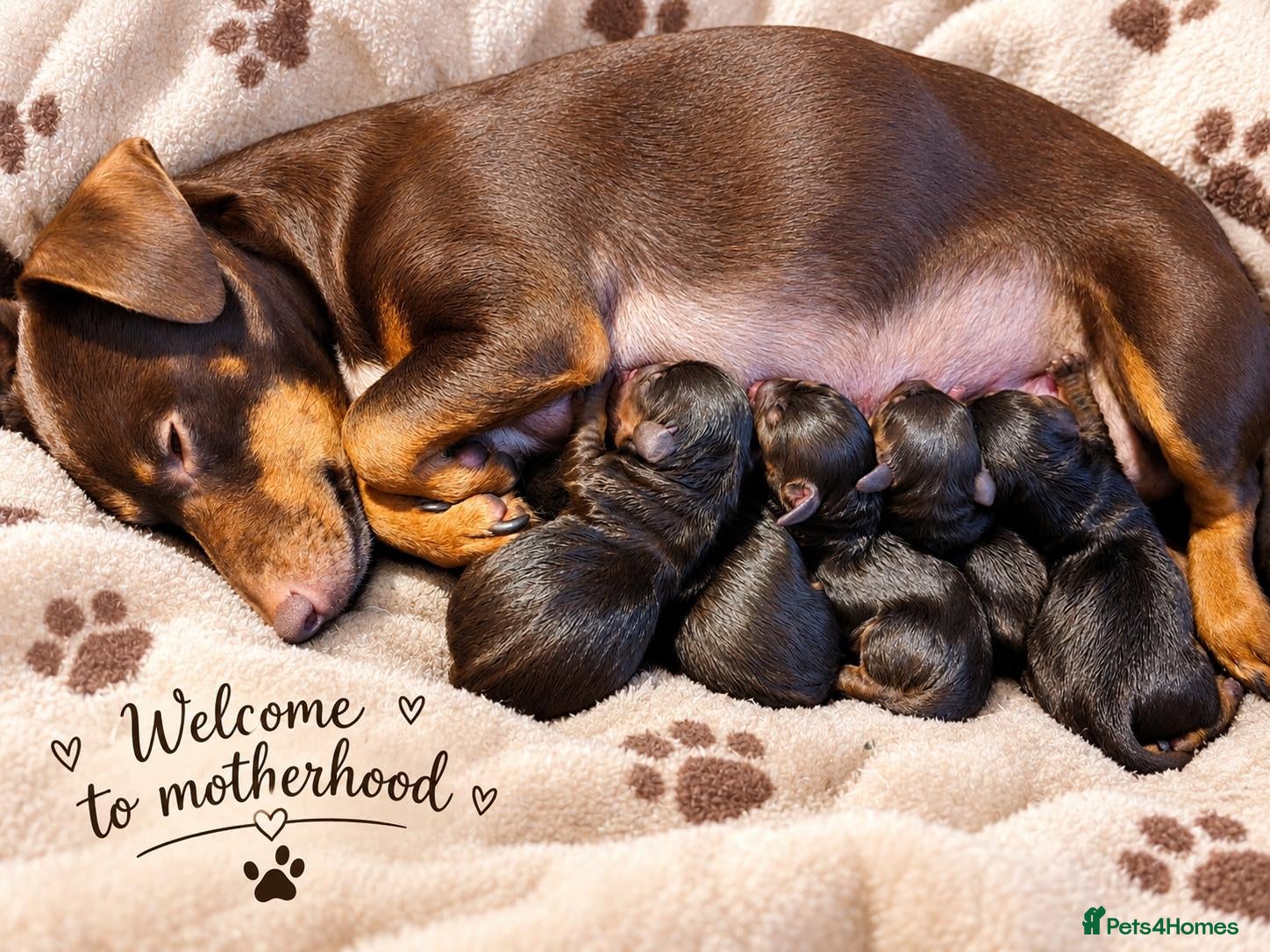 Jackshund dogs for sale: Jackhunds pups ready to join family this  **  - Advert 1