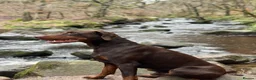 Dobermann dogs for stud: Lorcan (Lorcs) in Burton-on-Trent - Advert 16