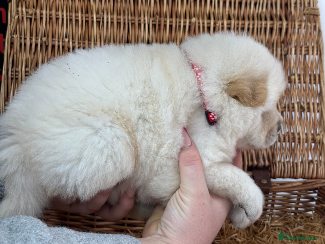 Chow Chow dogs for sale: 4 FEMALES POLAR WHITE CHOW CHOW  - Image 19