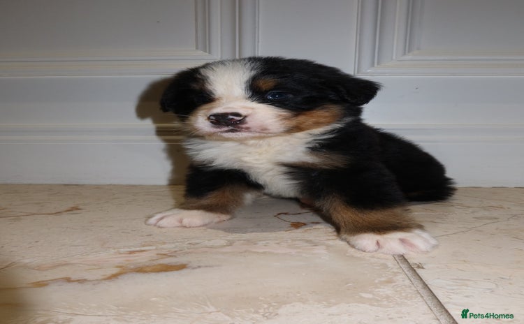 Bernese Mountain Dog dogs - Advert 1