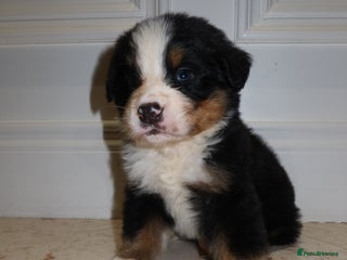 Bernese Mountain Dog dogs - Advert 2