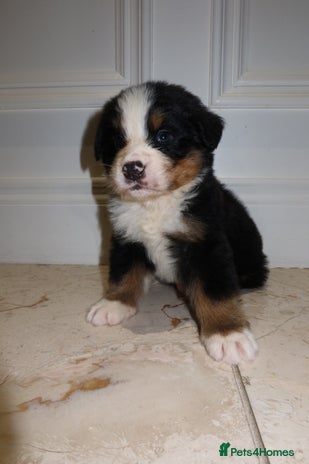 Bernese Mountain Dog dogs - Advert 1