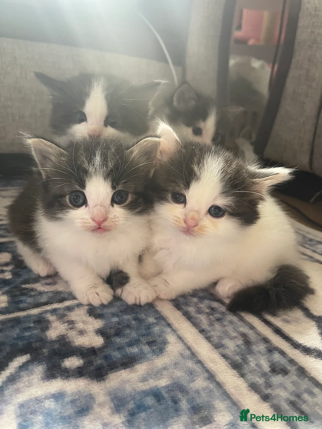 Mixed Breed cats for sale: Half ragdoll - Advert 2