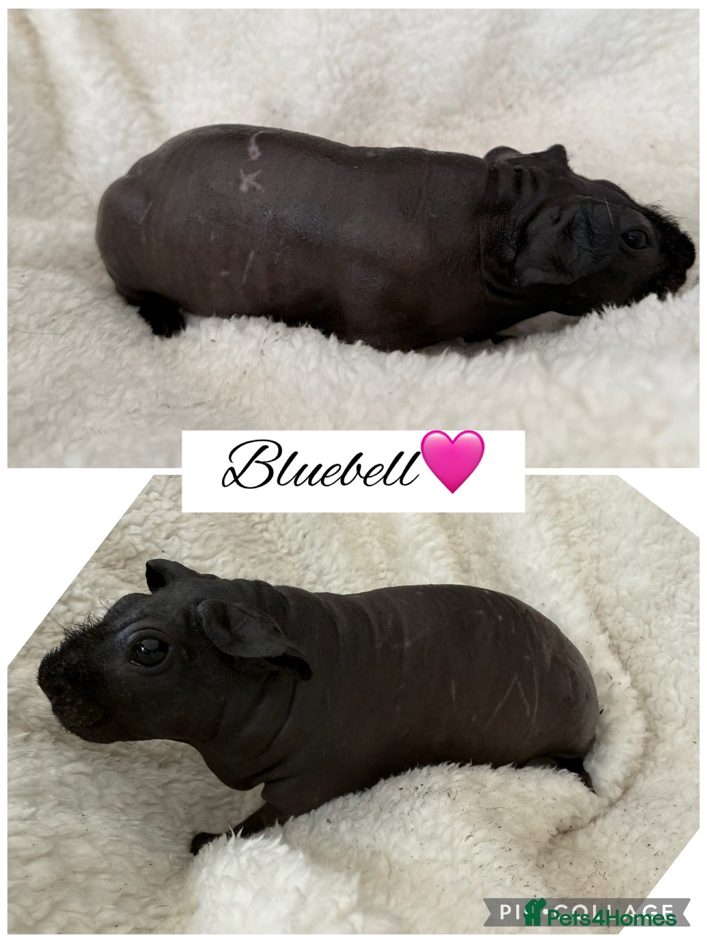 Guinea Pig rodents Male/Female guinea pigs  - Advert 2