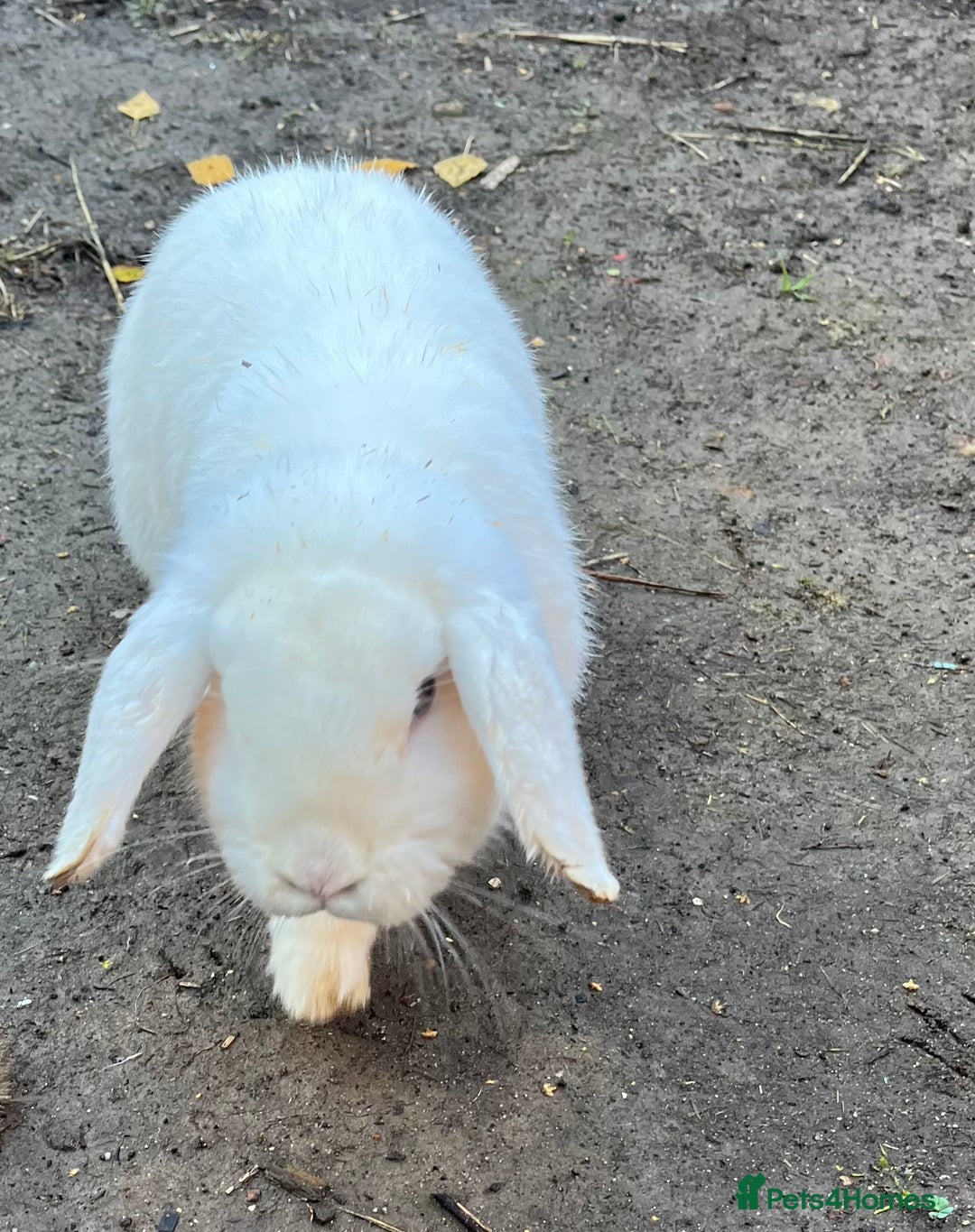 Lionhead rabbits for sale: Sad sale due to work  - Advert 1