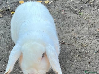 Lionhead rabbits Sad sale due to work - Advert 1