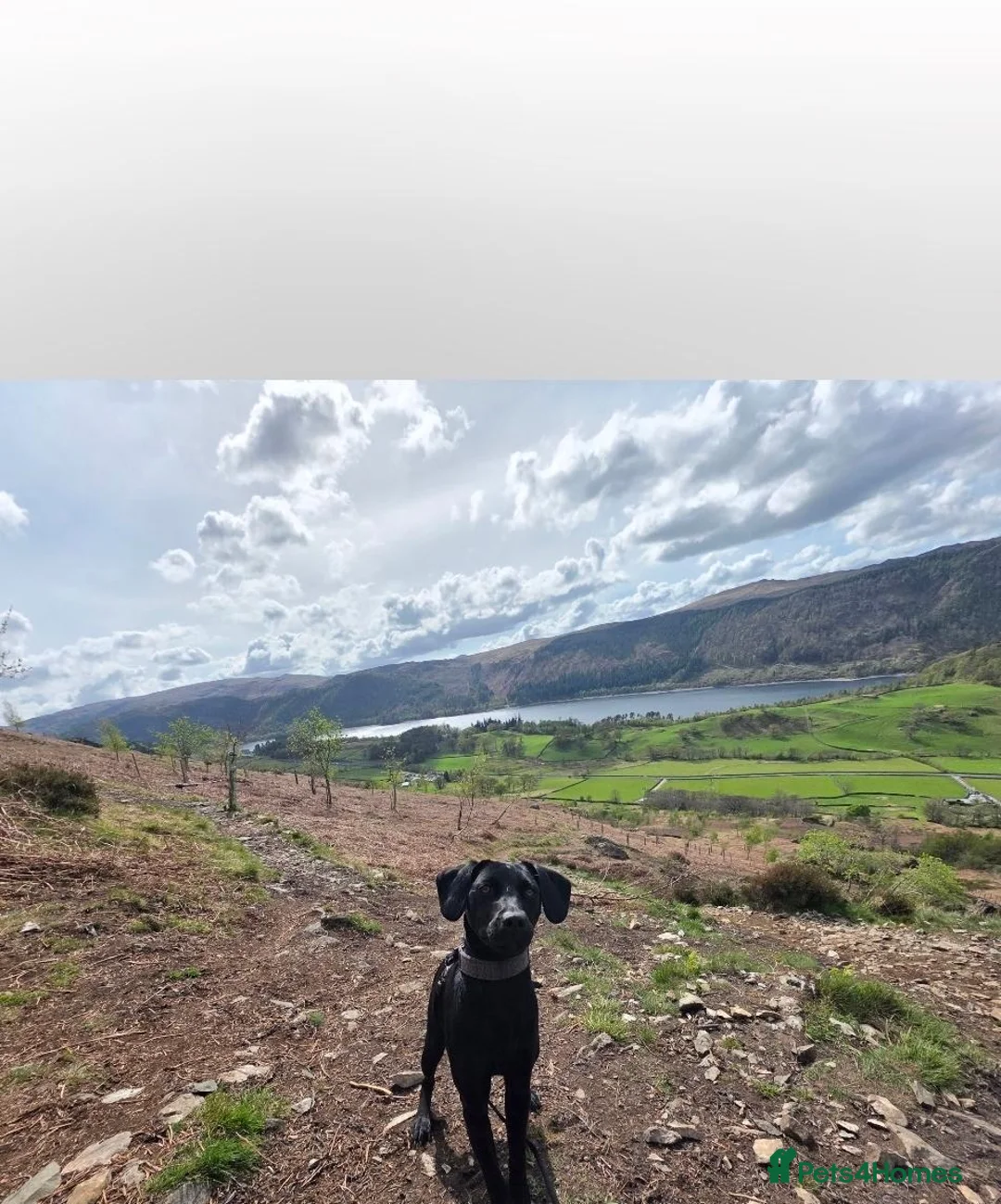 Mixed Breed dogs for sale: Black lad x patterdale 2years old in Consett - Advert 5