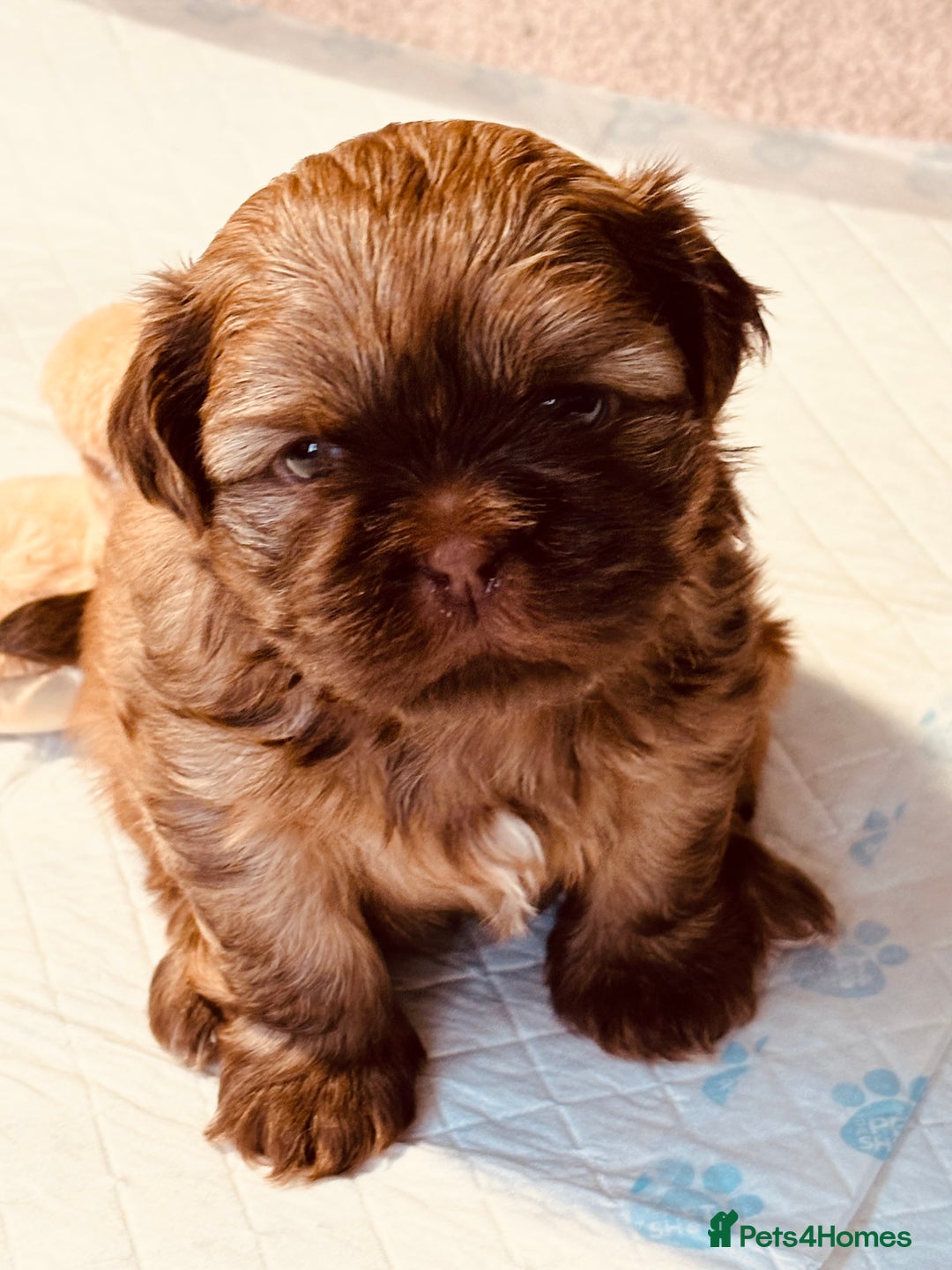 Shih Tzu dogs for sale: Beautiful shih tzu babies  - Advert 1