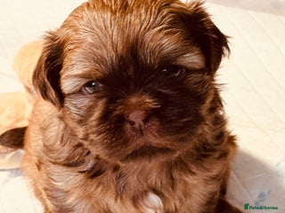 Shih Tzu dogs Beautiful shih tzu babies - Advert 11