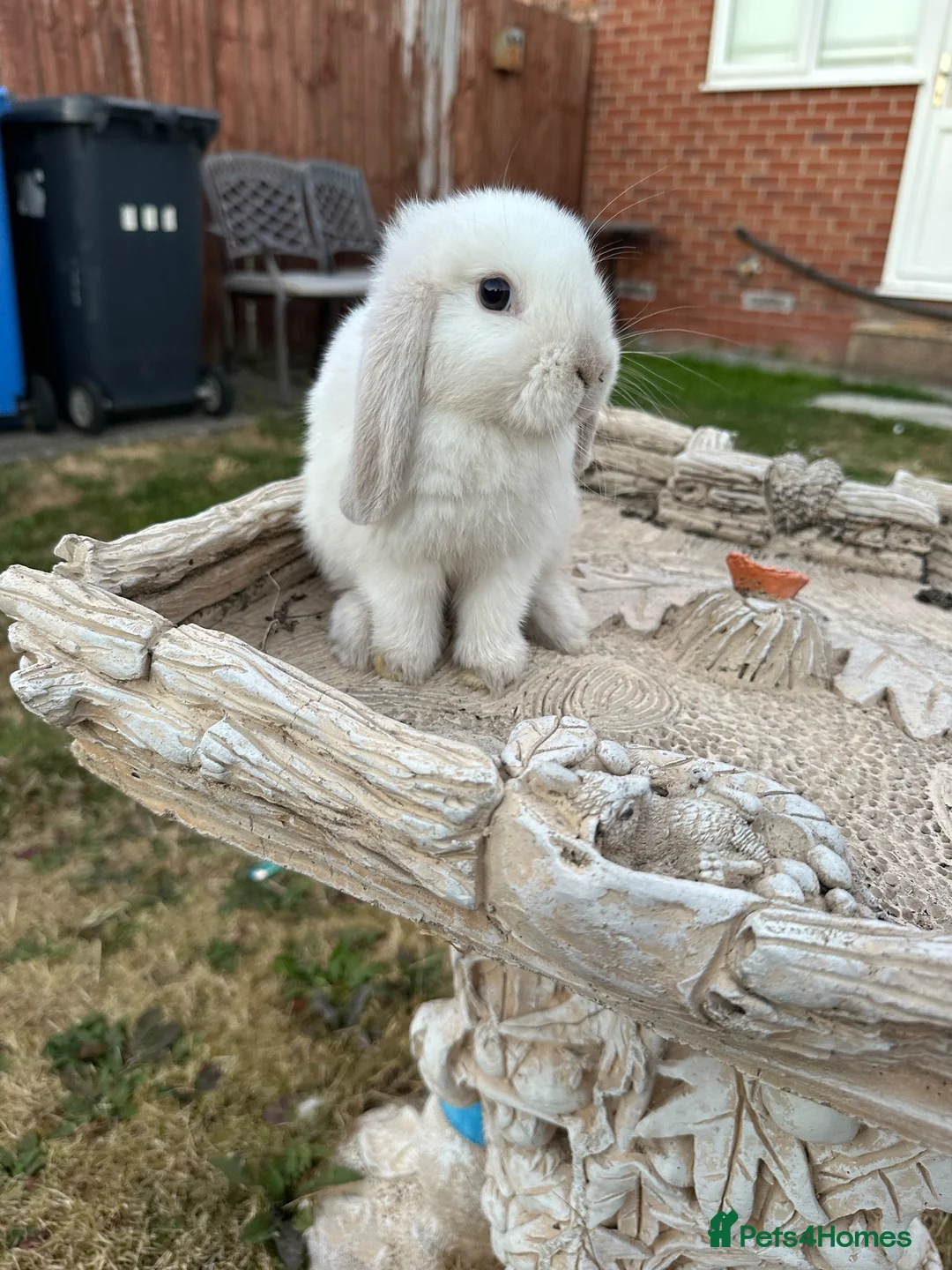 Mini Lop rabbits for sale: Mini lop bunny’s for sale  - Advert 2