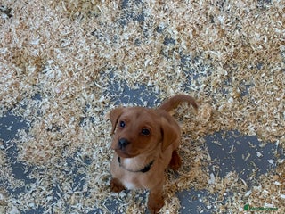 Labrador Retriever dogs 9 kc Labrador pups 1 boy available - Advert 7