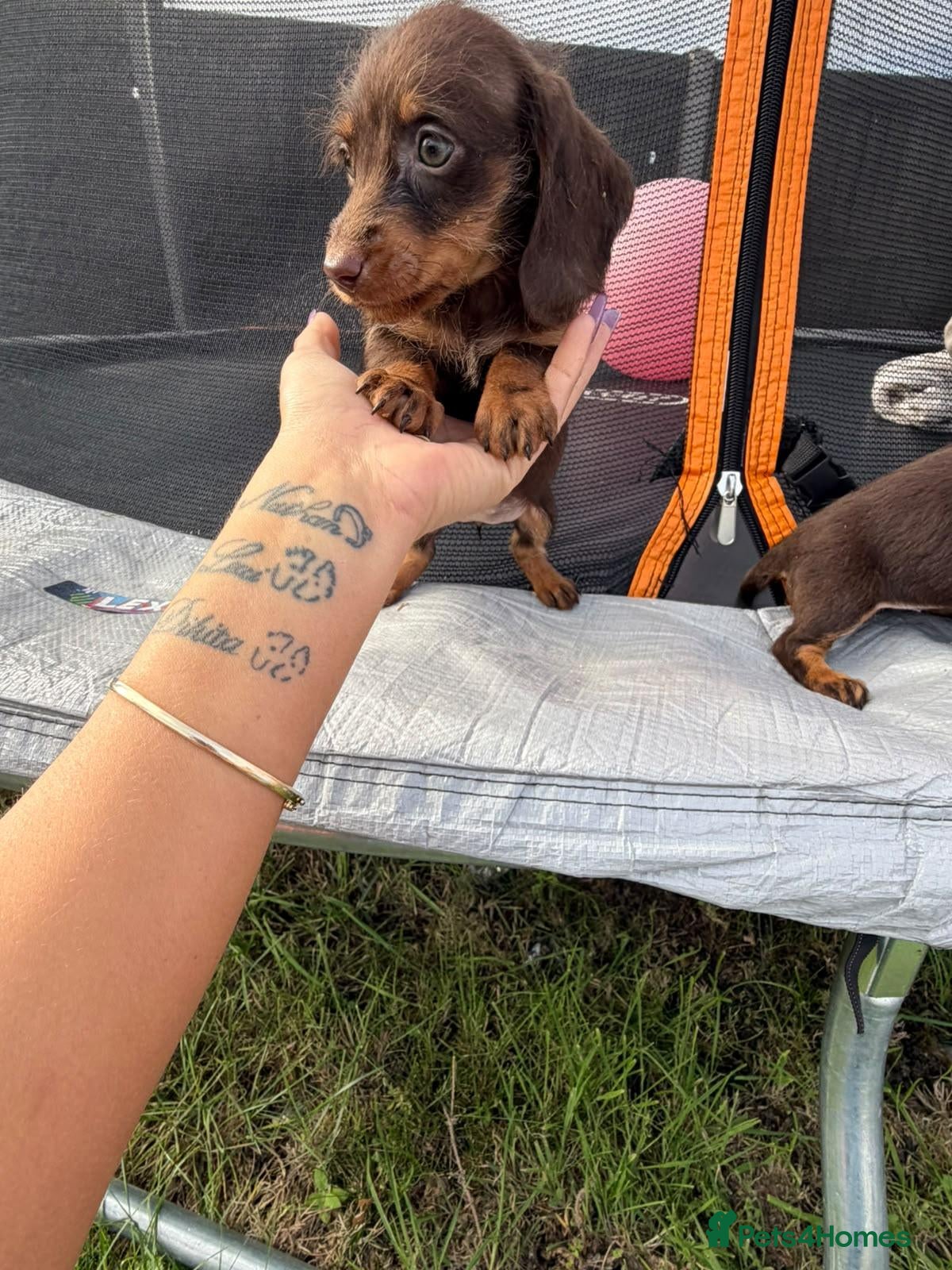 Dachshund dogs For sale is my dachshunds puppy’s  - Advert 1