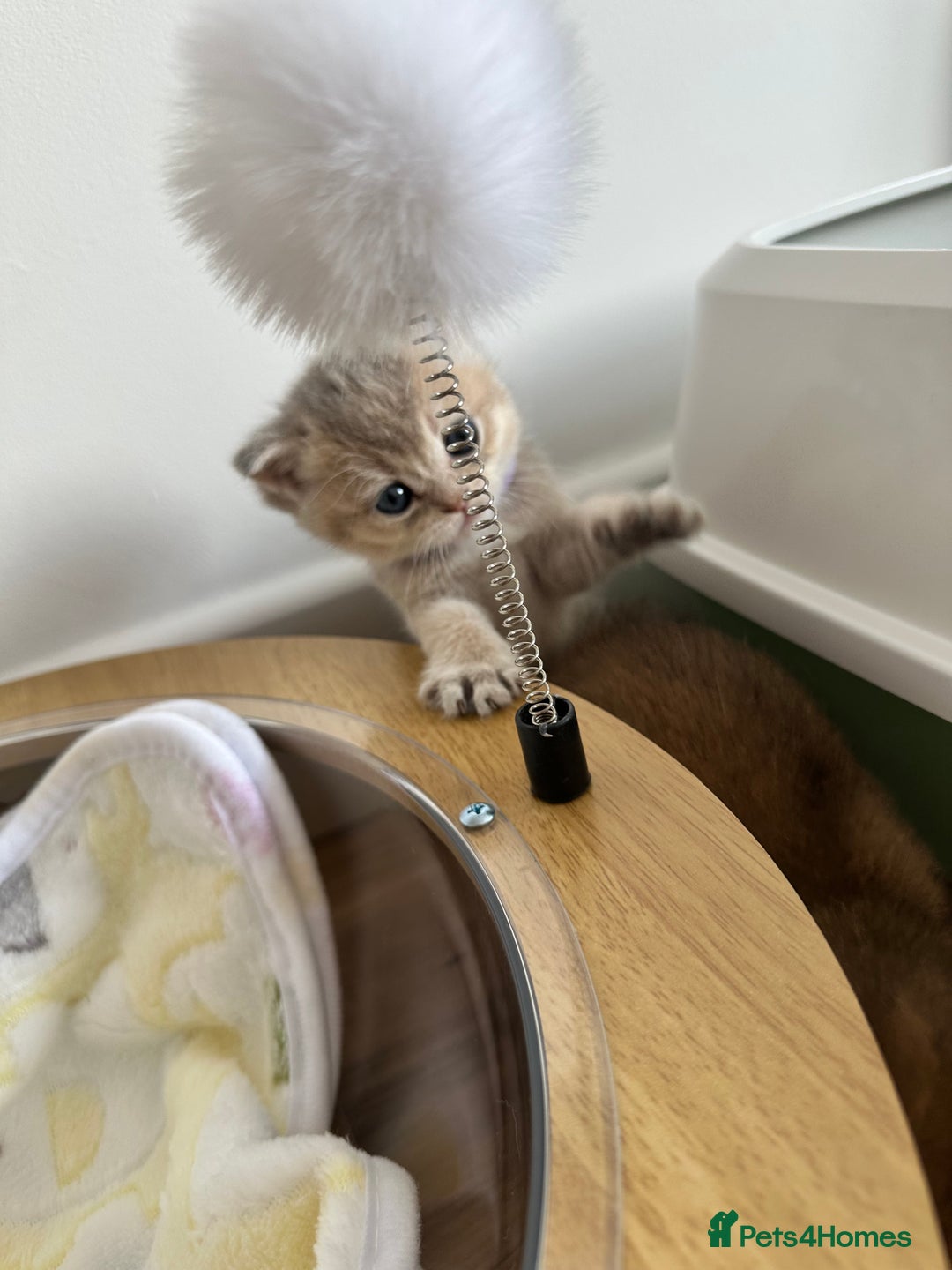 British Shorthair cats for sale: GCCF BSH fluffy kittens - Image 18