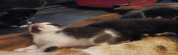 Mixed Breed cats for sale: Mixed breed Kittens  - Advert 21