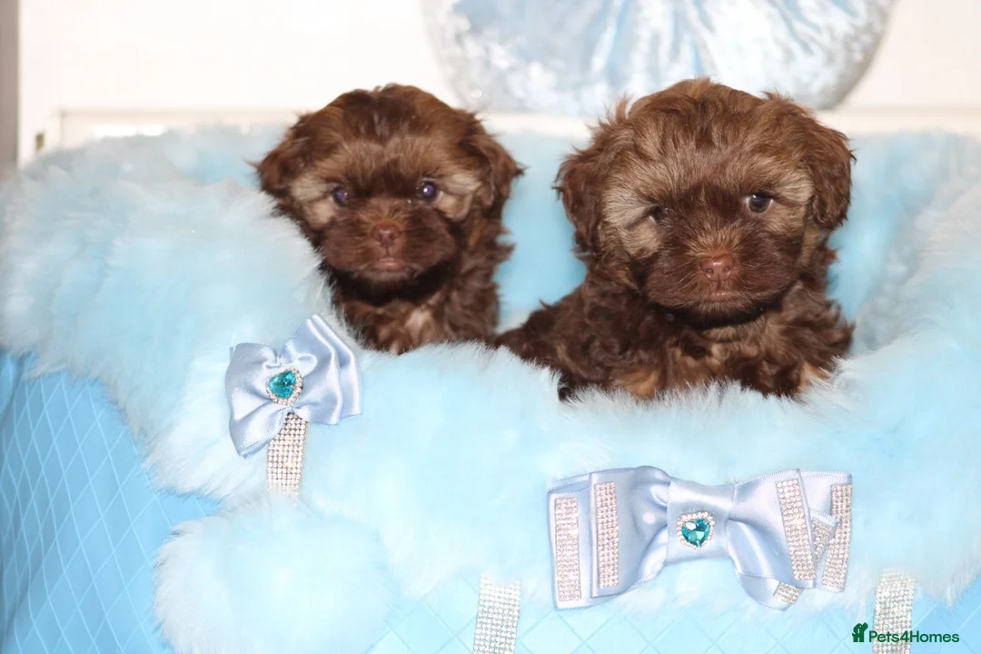 Shihpoo dogs for sale: Shih poo puppy’s  - Advert 31