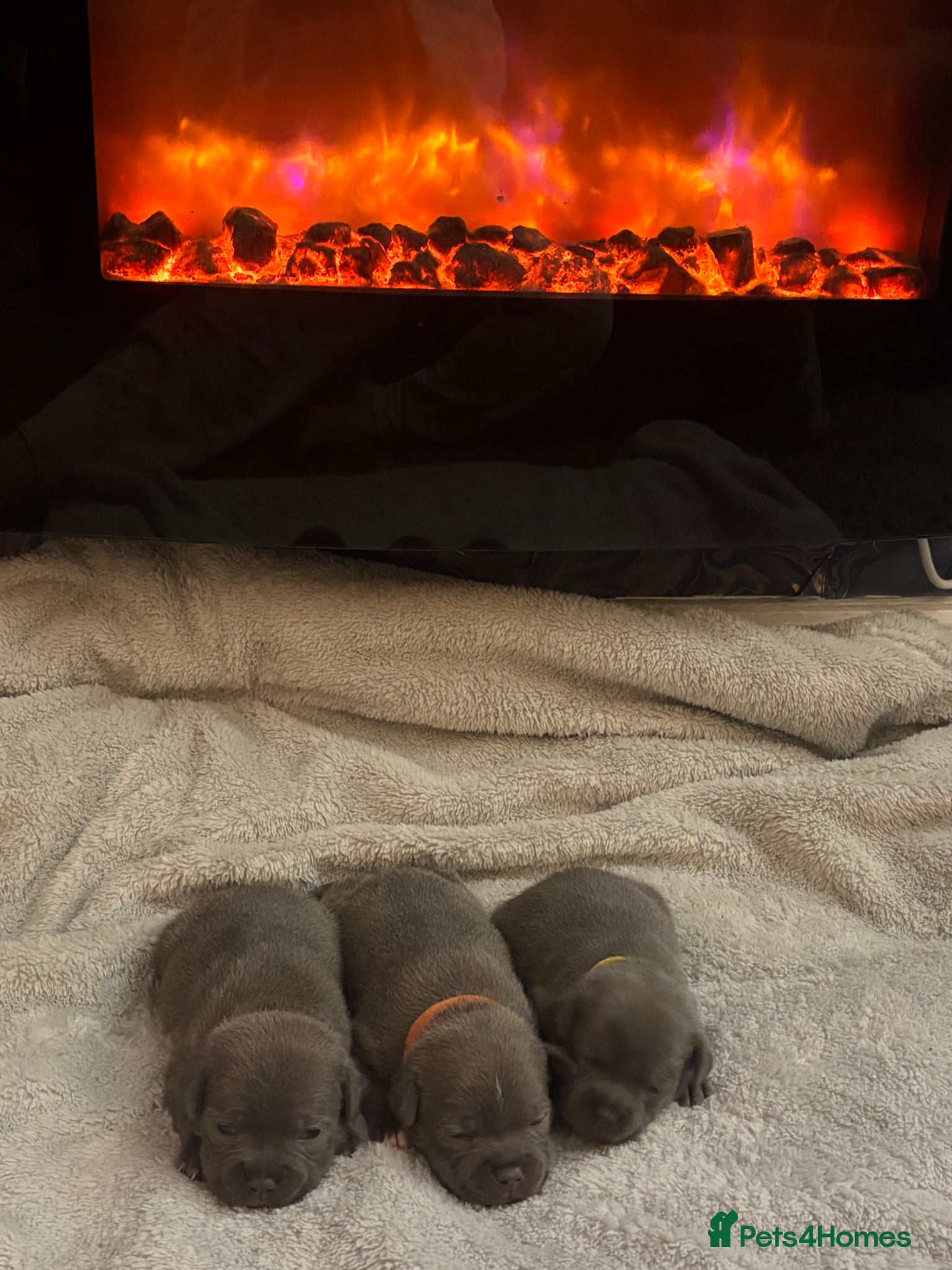 Staffordshire Bull Terrier dogs KC REG BEAUTIFUL BLUE STAFFS+ CHAMPION BLOOD LINES - Advert 2