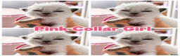 Ragdoll cats for sale: Ragdoll - Advert 6