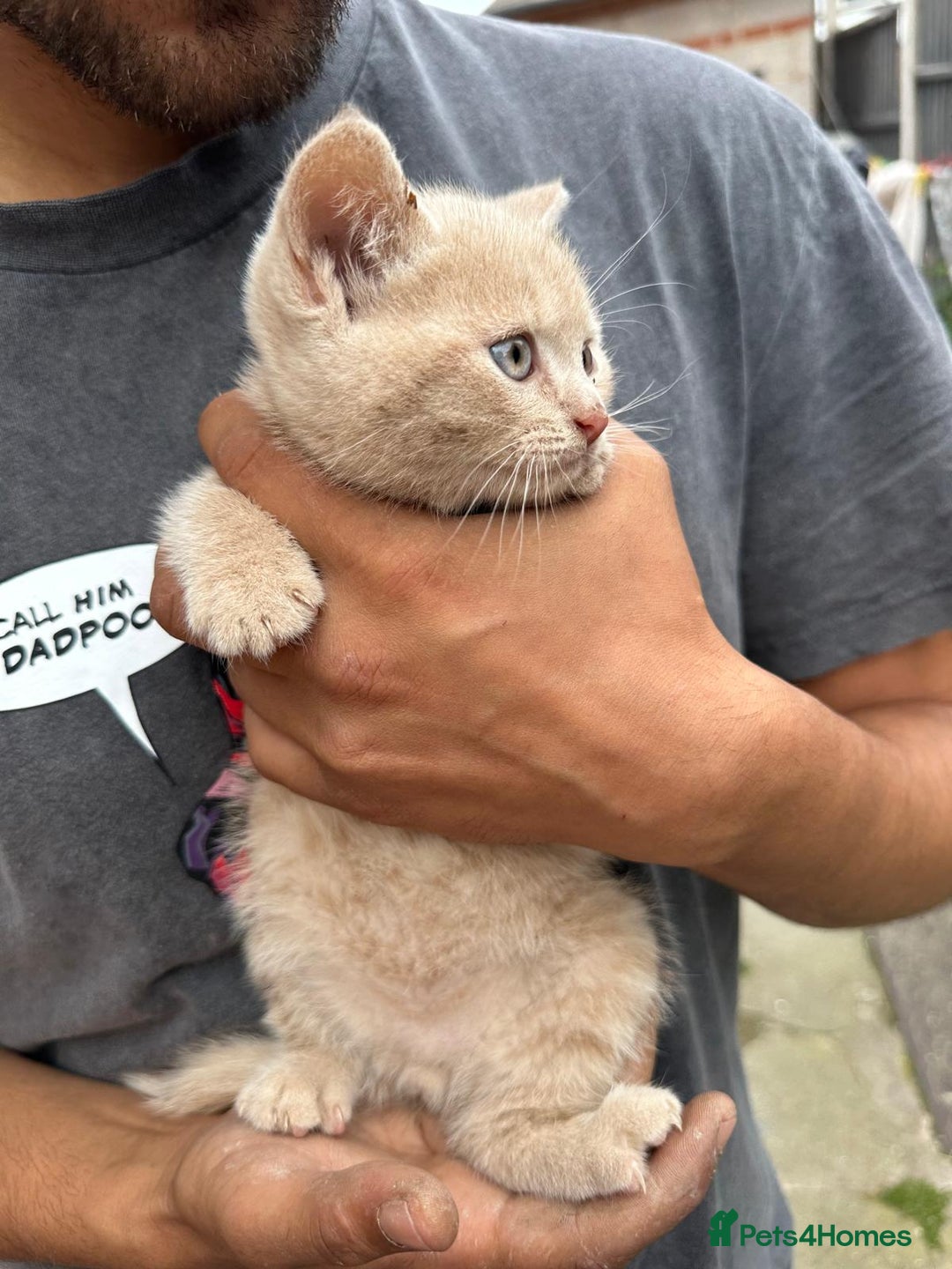 British Shorthair cats for sale: X BSH kittens - Image 23