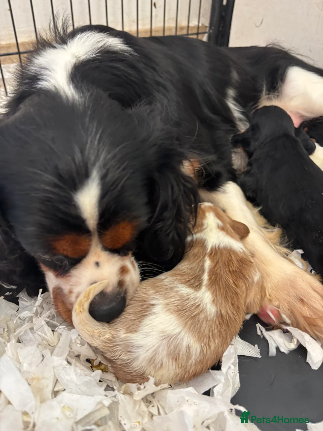 Cavalier King Charles Spaniel dogs for sale: 🐾KC reg,Extensively health tested Cavalier pups🐾 - Advert 3