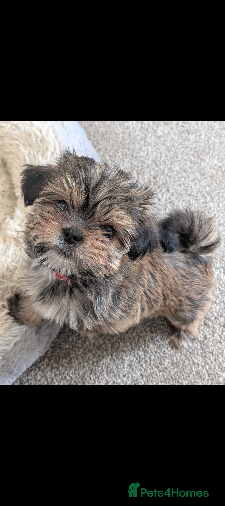Shorkie dogs Shorkie puppies for sale  - Advert 7