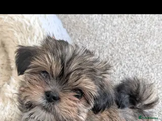Shorkie dogs Shorkie puppies for sale - Advert 7