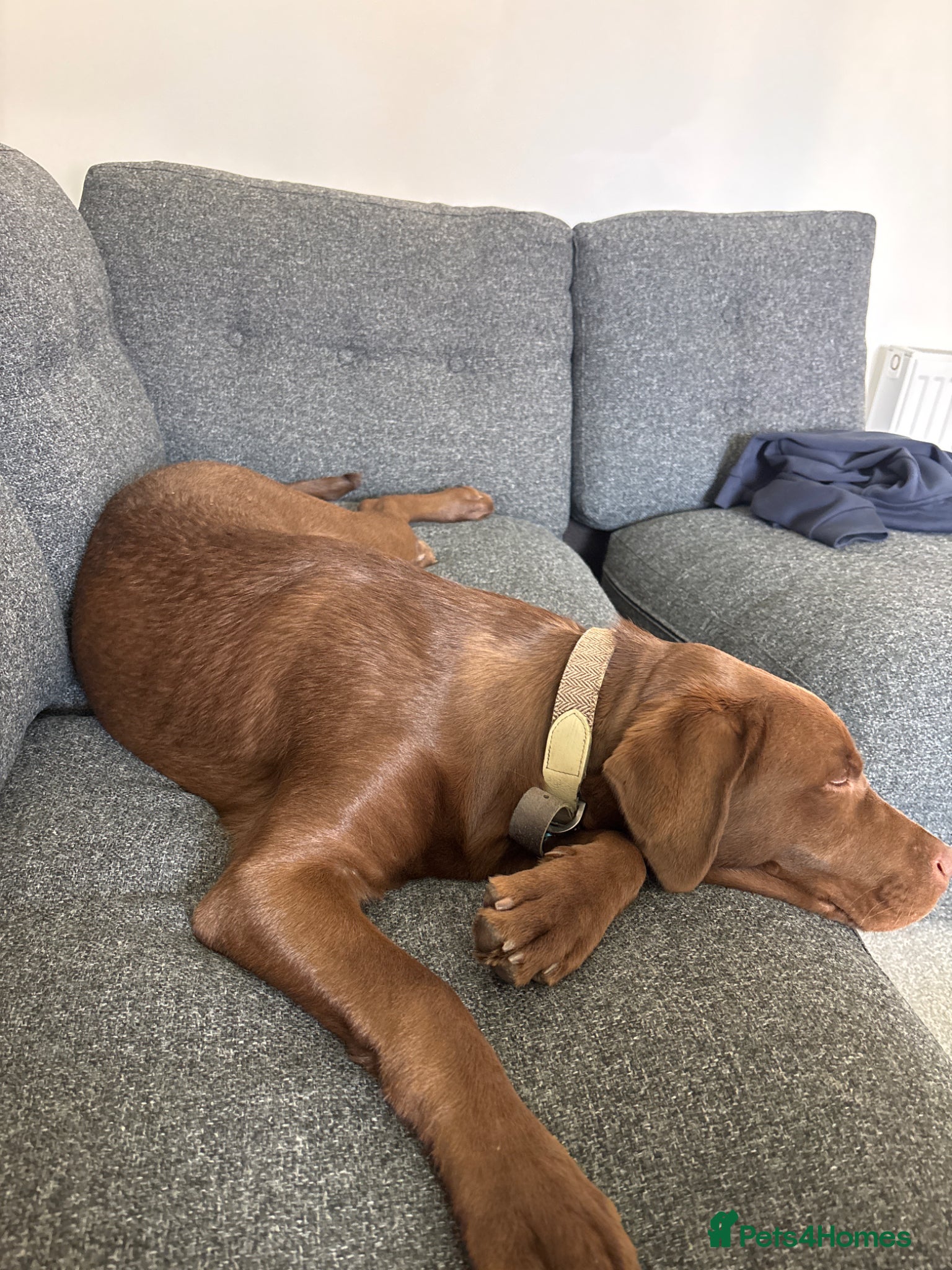 Labrador Retriever dogs 5 month chocolate Labrador  - Advert 3